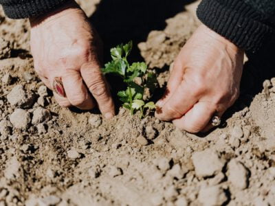 crop photo of person planting seedling in garden soil