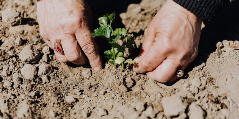 crop photo of person planting seedling in garden soil