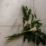 green leaves on white wall